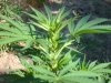 flowering 001.jpg
