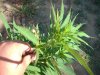 flowering 003.jpg