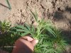 flowering 004.jpg