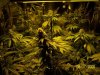 420 474 (Large).jpg