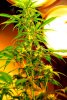 1stbuds 041.jpg