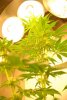 1stbuds 046.jpg