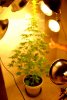 1stbuds 053.jpg