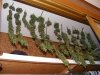2008_08130035.JPG