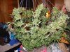2008_08130019.JPG