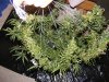 2008_08130020.JPG