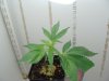 DSC00455.jpg