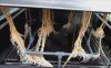 amazon roots.JPG