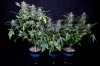 cannabis-gqxjtr124-0300.jpg