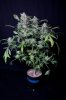 cannabis-gqxjtr1-0301.jpg