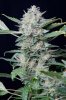 cannabis-gqxjtr1-0307.jpg
