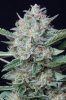 cannabis-gqxjtr1-0312.jpg
