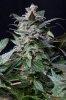 cannabis-gqxjtr2-0316.jpg