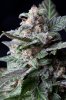 cannabis-gqxjtr2-0318.jpg