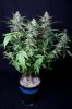 cannabis-gqxjtr4-0329.jpg