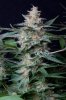 cannabis-gqxjtr4-0332.jpg