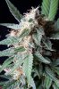 cannabis-gqxjtr4-0338.jpg