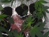 DSCN4406.jpg DSCN4406.jpg