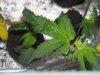 DSCN4449.jpg DSCN4449.jpg
