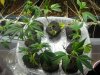DSCN4466.jpg DSCN4466.jpg