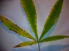 yellow leaf....jpg
