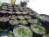 germinated april 7th.jpg germinated april 7th.jpg