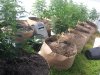 Greenhouse april7th.jpg Greenhouse april7th.jpg