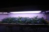 Flowering Day 7 003.jpg