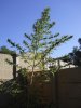 1_Tree.jpg 1_Tree.jpg