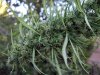 2_Treetop_Big_Nug.jpg