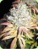 greenhouse_seeds_lemon_skun.jpg greenhouse_seeds_lemon_skun.jpg