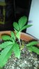 IMAG0250.jpg