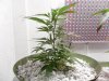 WW x Big Bud #2.jpg WW x Big Bud #2.jpg
