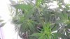IMAG0286.jpg