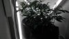 IMAG0287.jpg
