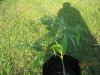 IMG_0445.jpg