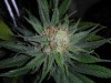 DSCN0715.jpg