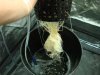 roots3.jpg roots3.jpg