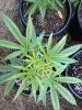 grow_4.jpg