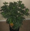 g13hp1.jpg