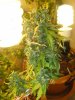 flower day 77 012.jpg