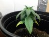 IMG_20120411_141034.jpg