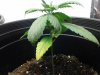 IMG_20120411_184911.jpg