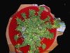purplekush2.jpg