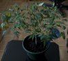 plant.jpg plant.jpg