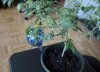 plant2.jpg plant2.jpg