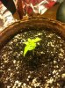 seedling.jpg