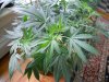 04 12 Dank DQ new growth.jpg