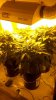 2012-04-14_07-33-37_455.jpg 2012-04-14_07-33-37_455.jpg