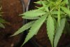 second_plant01.jpg